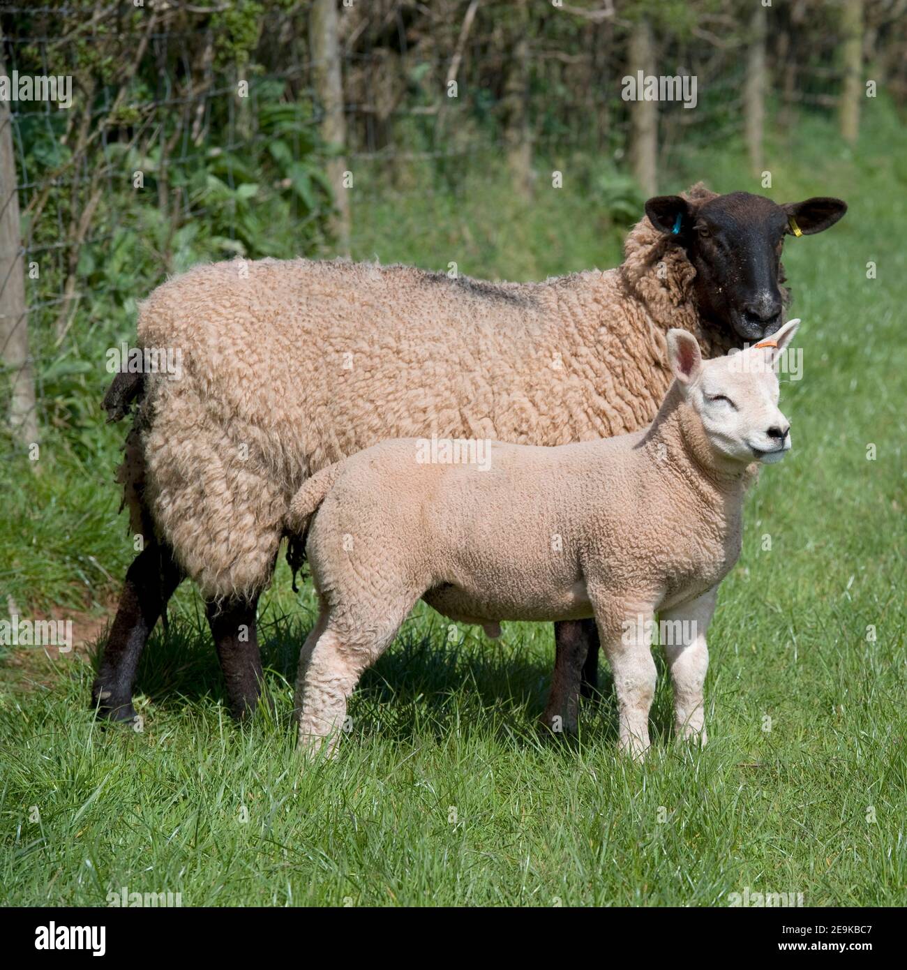 sheep and a lamb Stock Photo