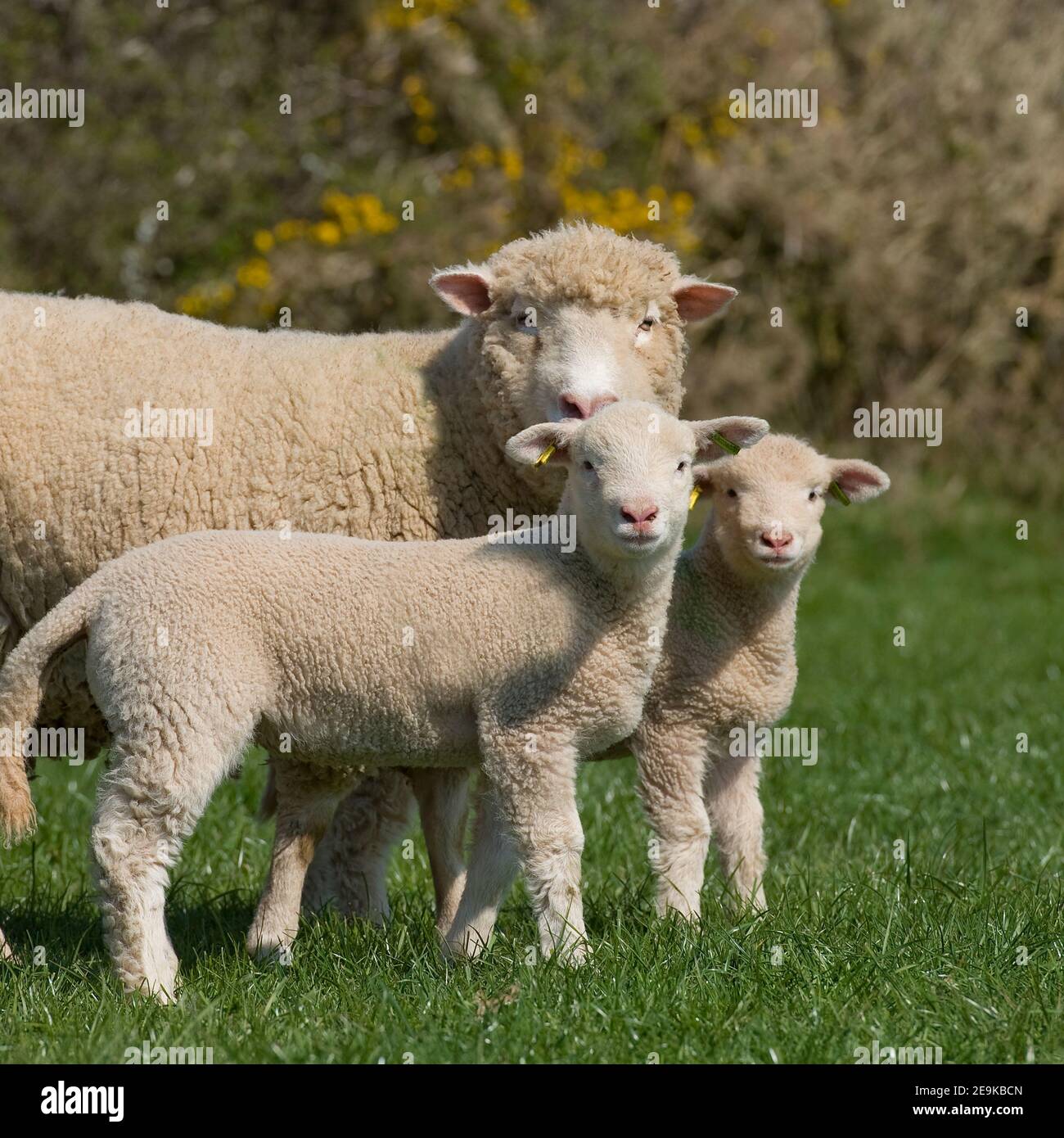 sheep and 2 lambs Stock Photo