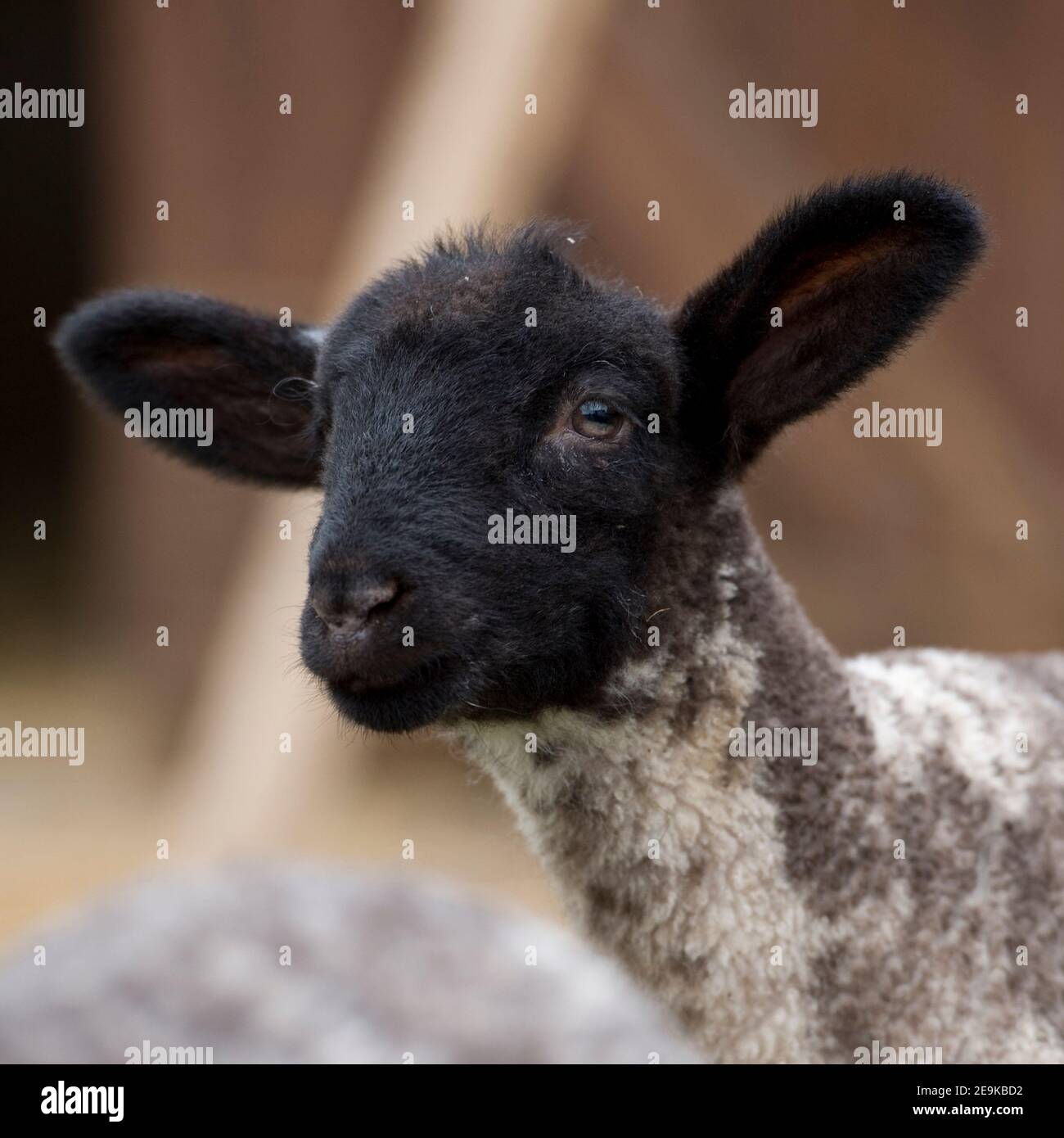 lamb, sheep Stock Photo