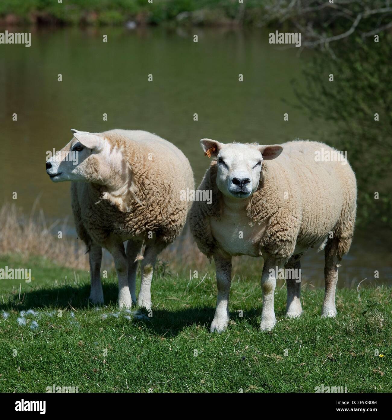 texel sheep by a lake Stock Photo