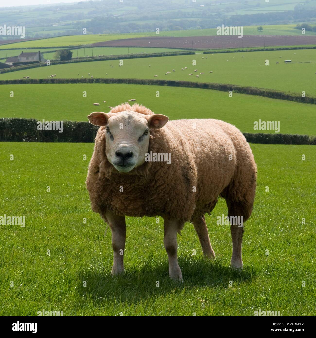 texel ram sheep Stock Photo - Alamy