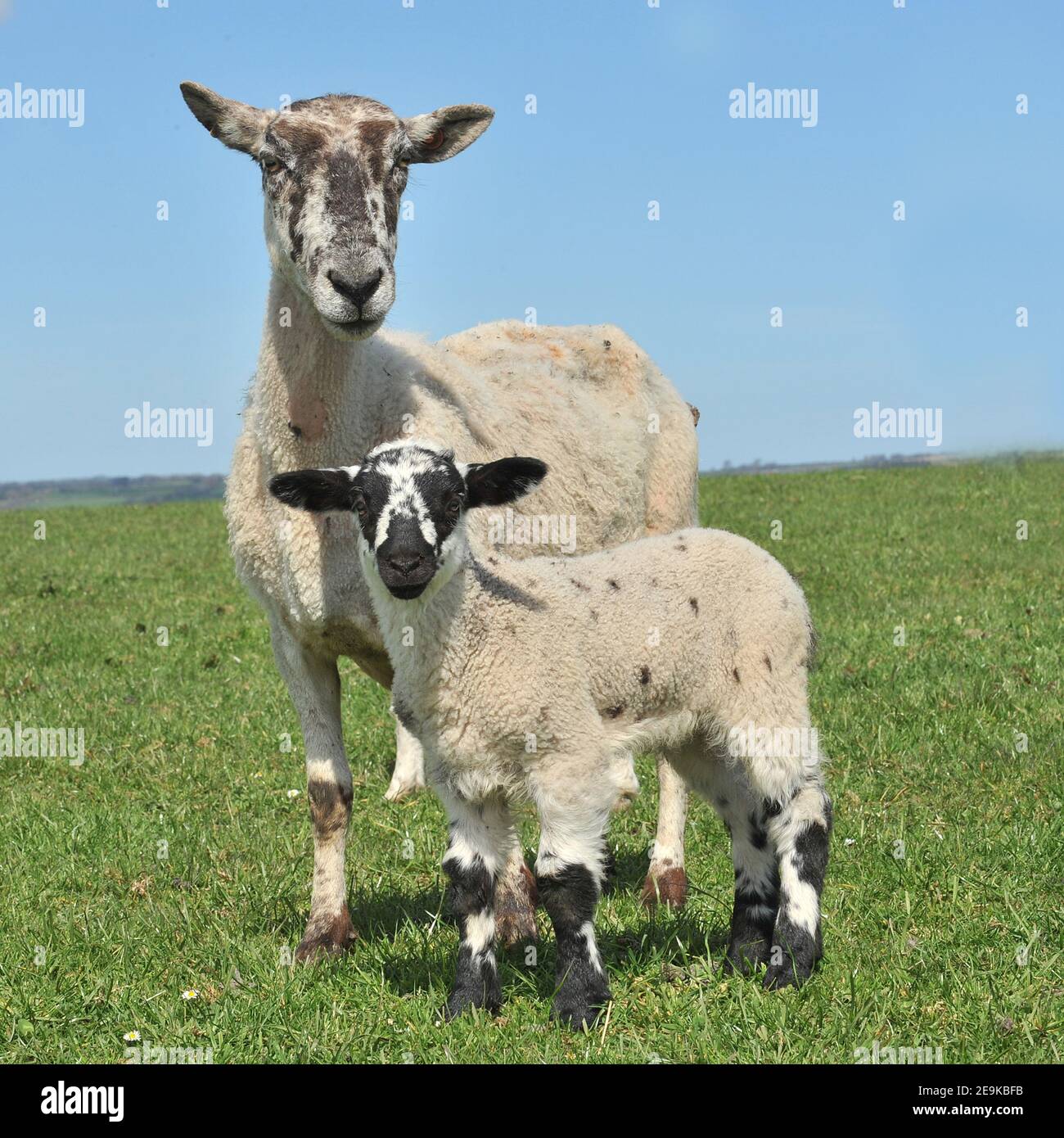 sheep and her lamb Stock Photo