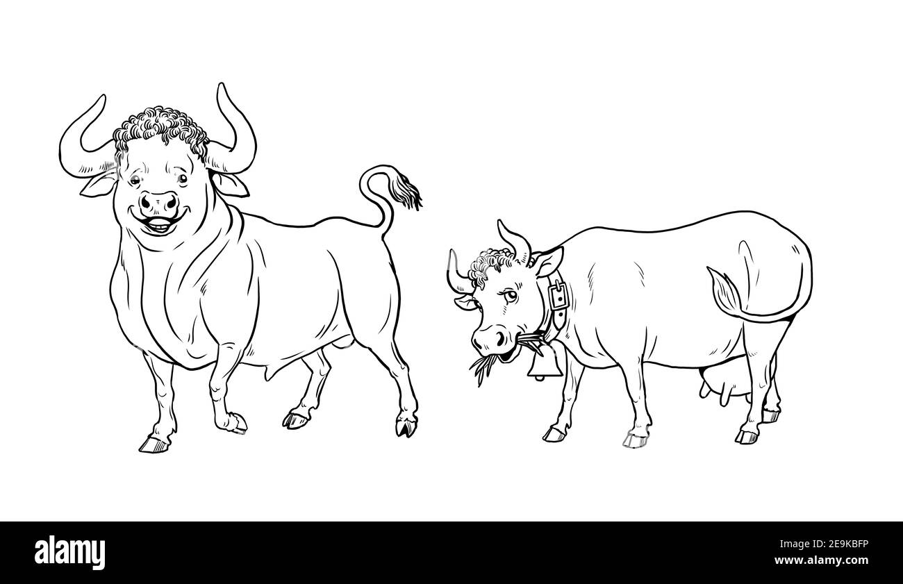 Bull clipart hi-res stock photography and images - Alamy