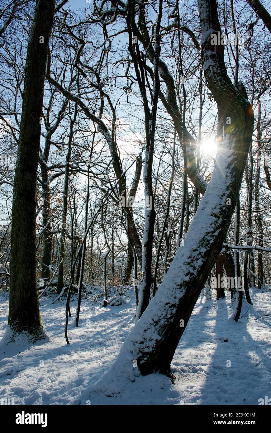 Sun rays through trees hi-res stock photography and images - Alamy