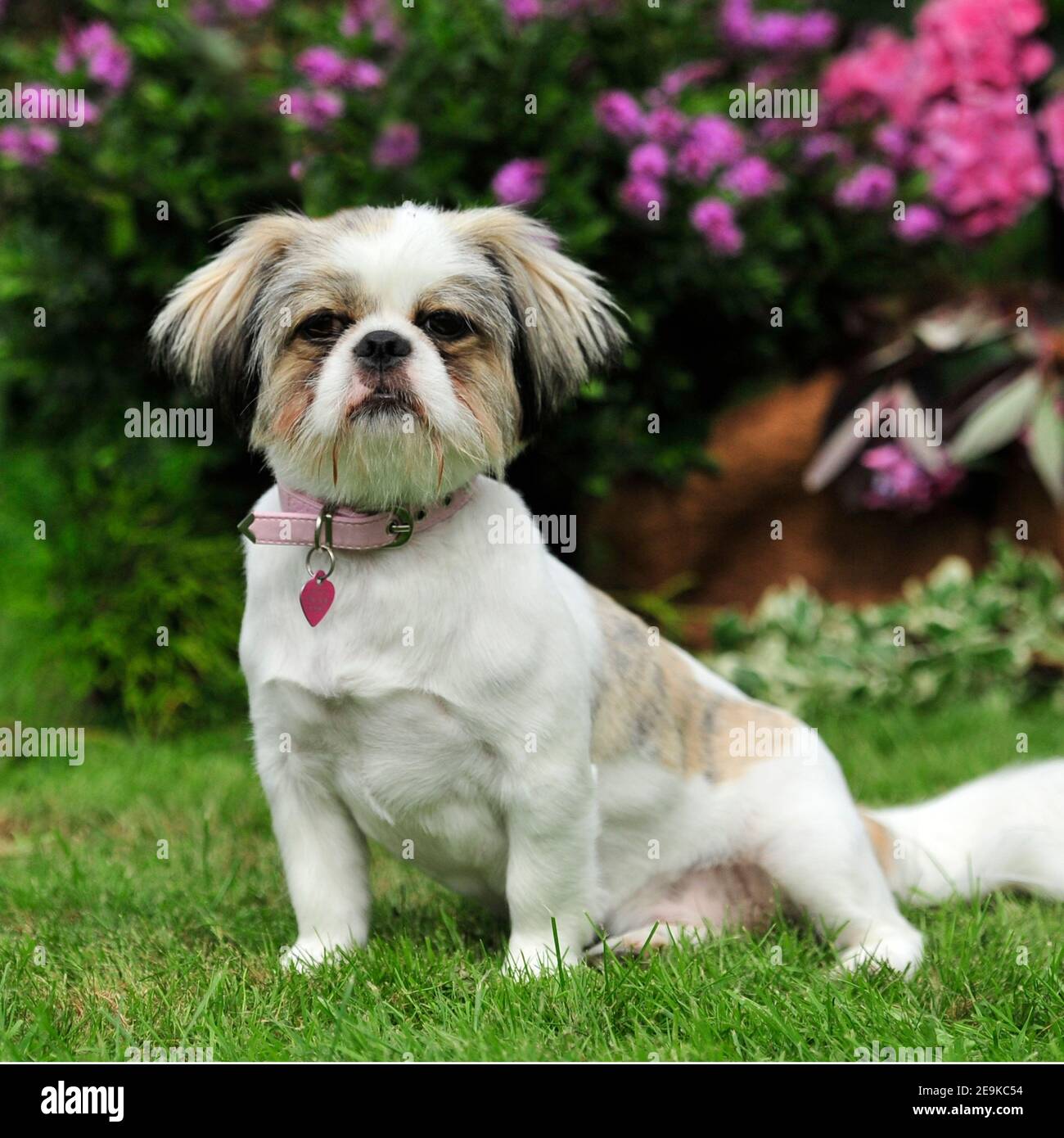 Side view shih tzu sitting hi-res stock photography and images - Alamy