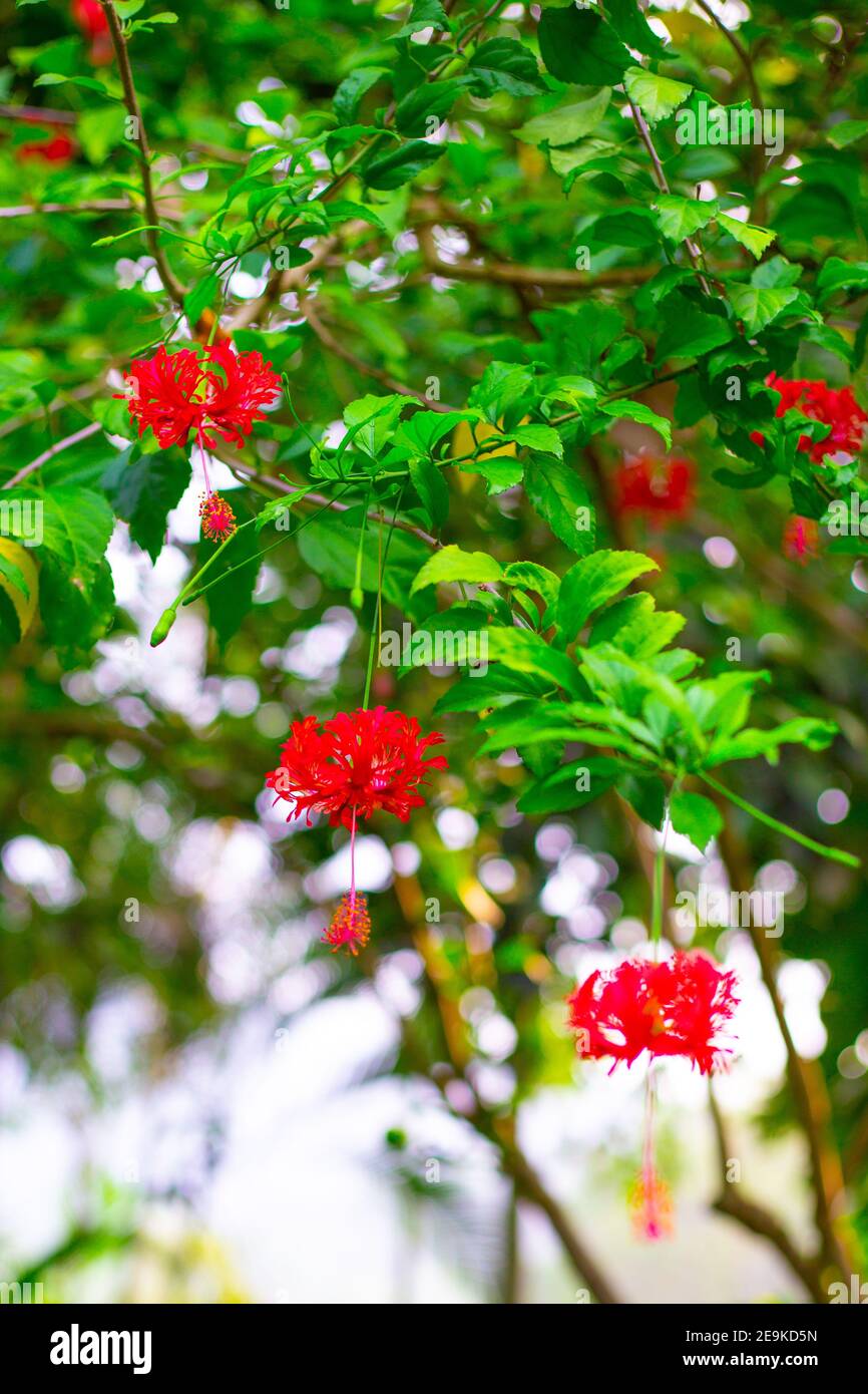 Red tropical flowers hi-res stock photography and images - Alamy
