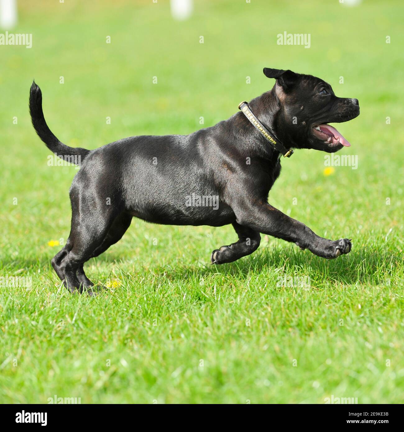 staffordshire bull terrier dog Stock Photo Alamy