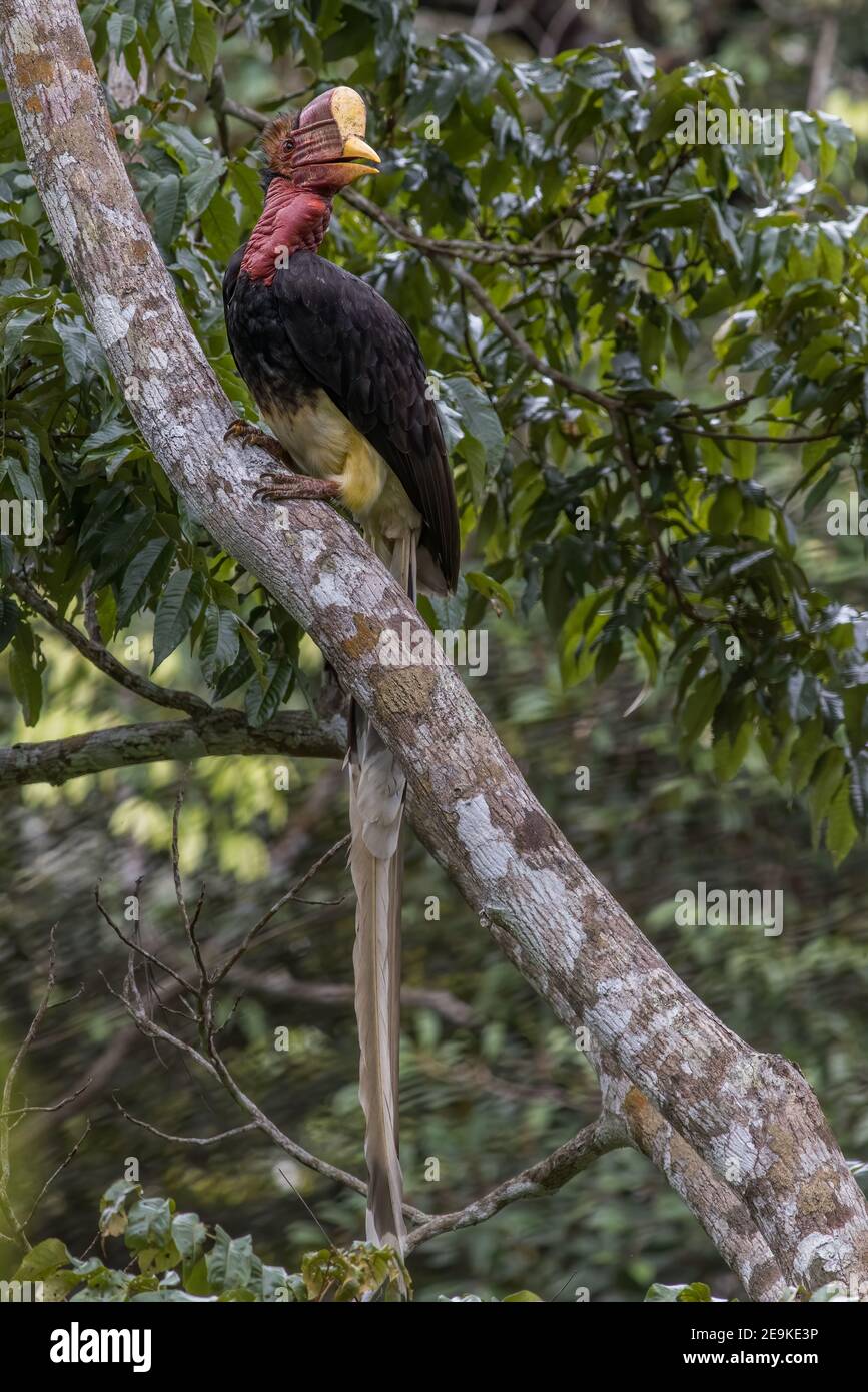 helmeted hornbill Rhinoplax vigil perch on a branch Stock Photo Alamy