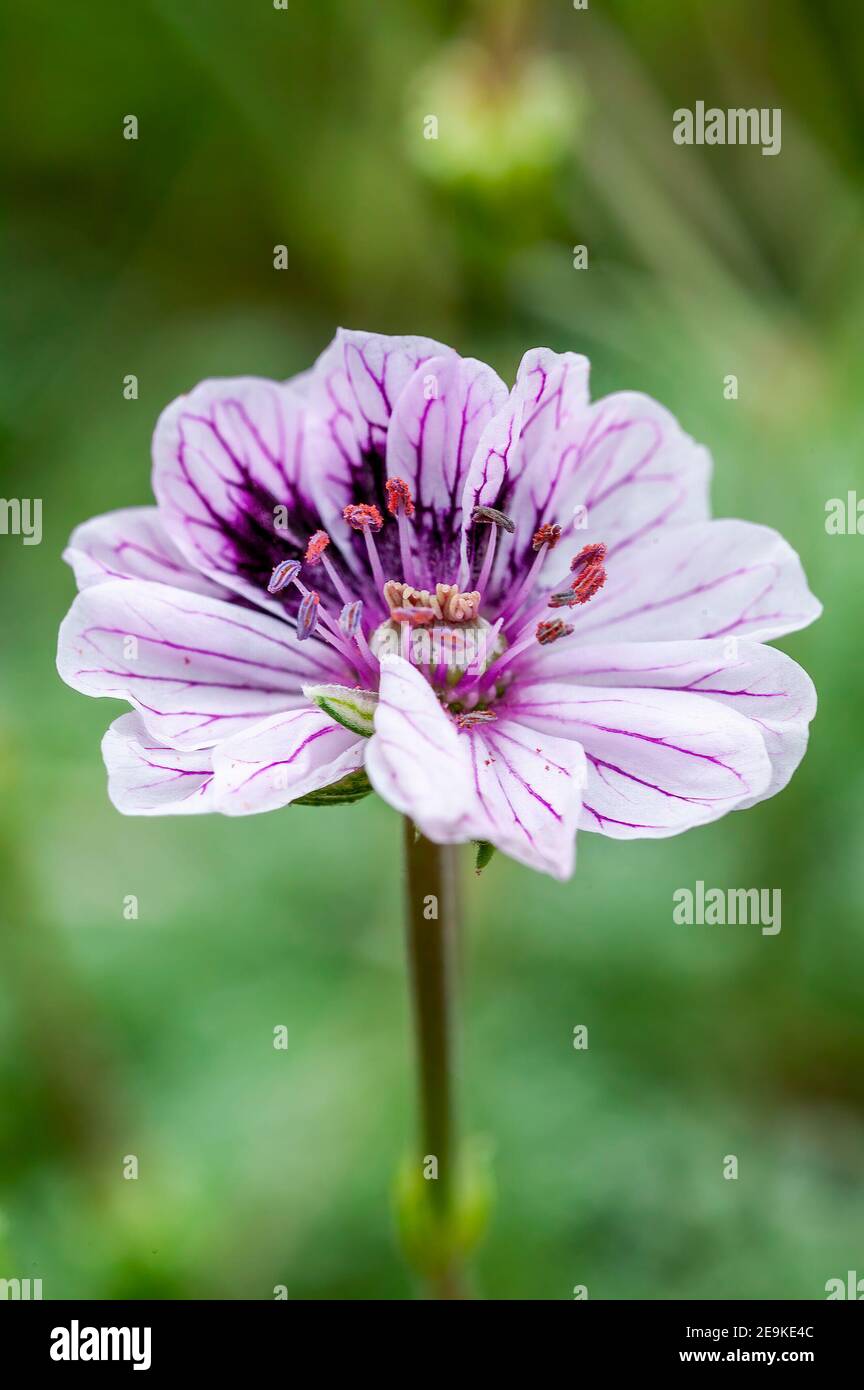 Erodium (hybrid) a summer flowering plant with a purple pink summertime flower commonly known as storksbill or heron's bill, stock photo image Stock Photo