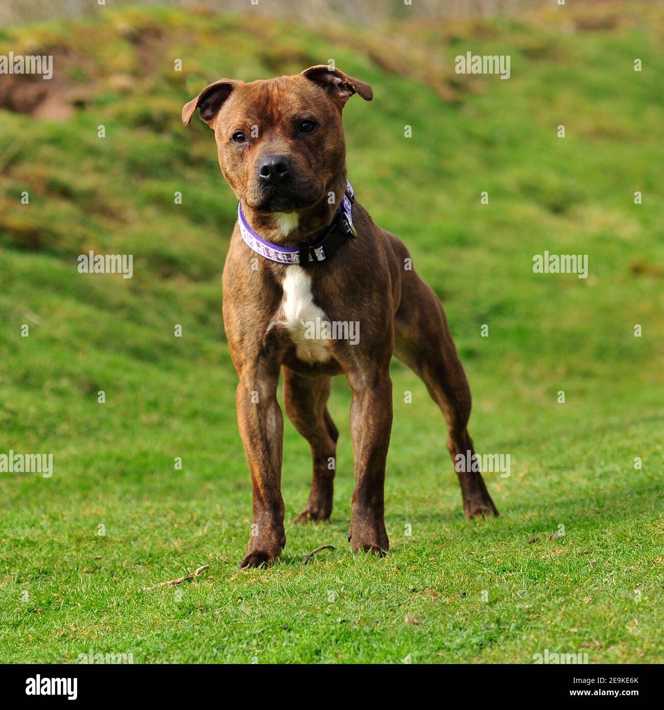 Are Staffordshire Bull Terriers Dog Aggressive