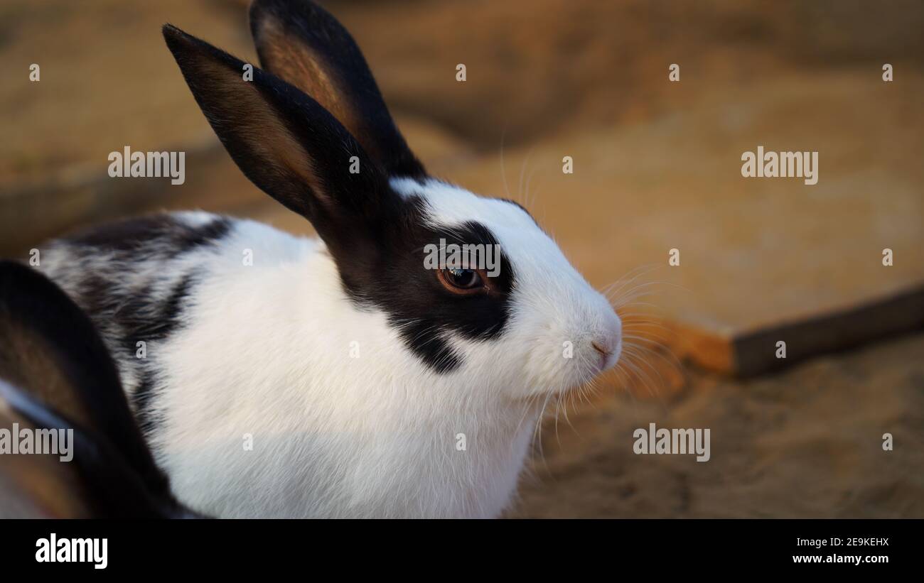 Black And White Spotted Baby Bunny