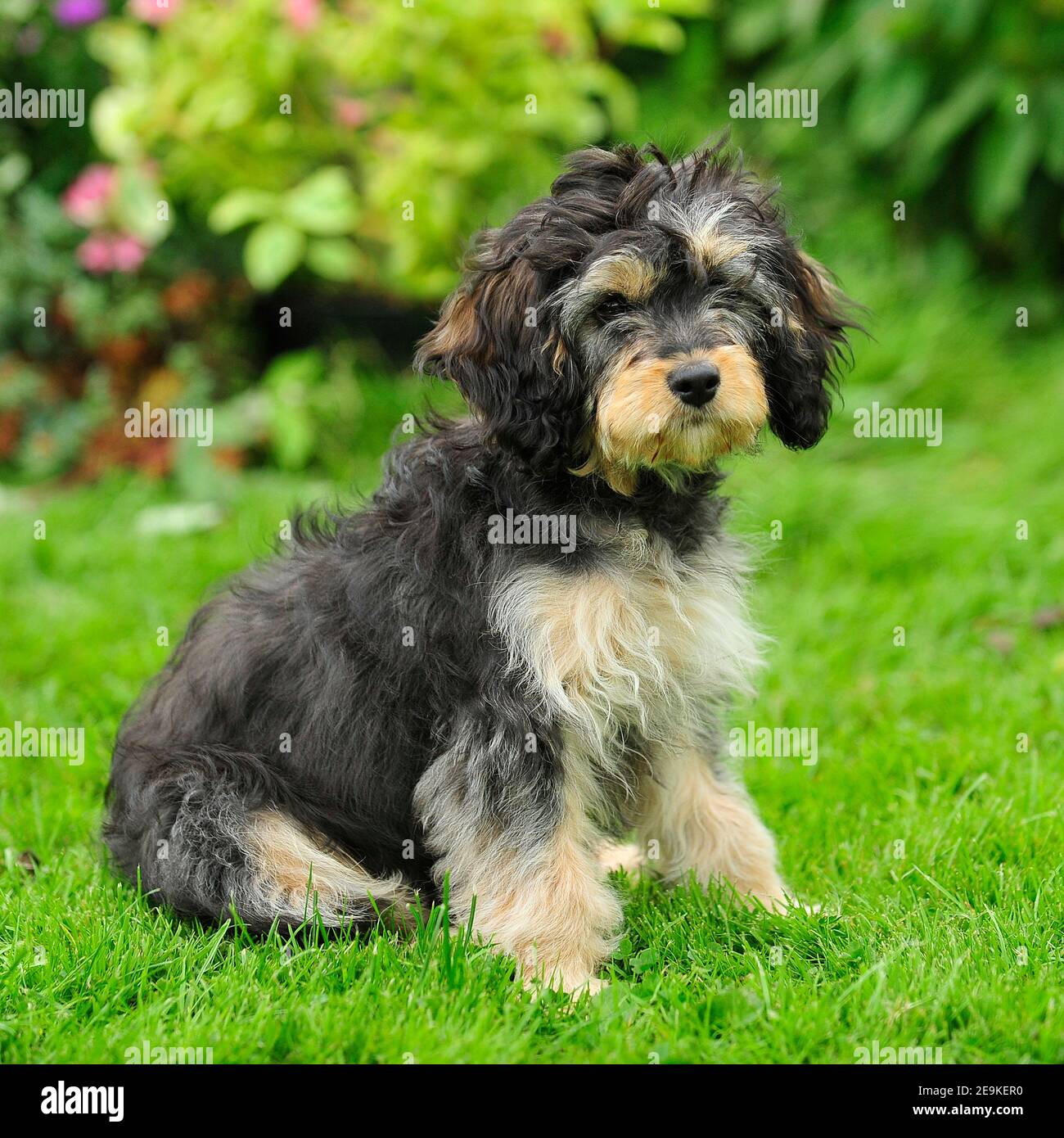 tibetan terrier puppy dog Stock Photo Alamy