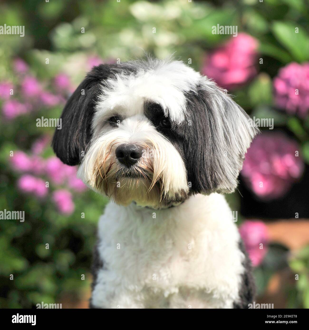 tibetan terrier dog Stock Photo Alamy