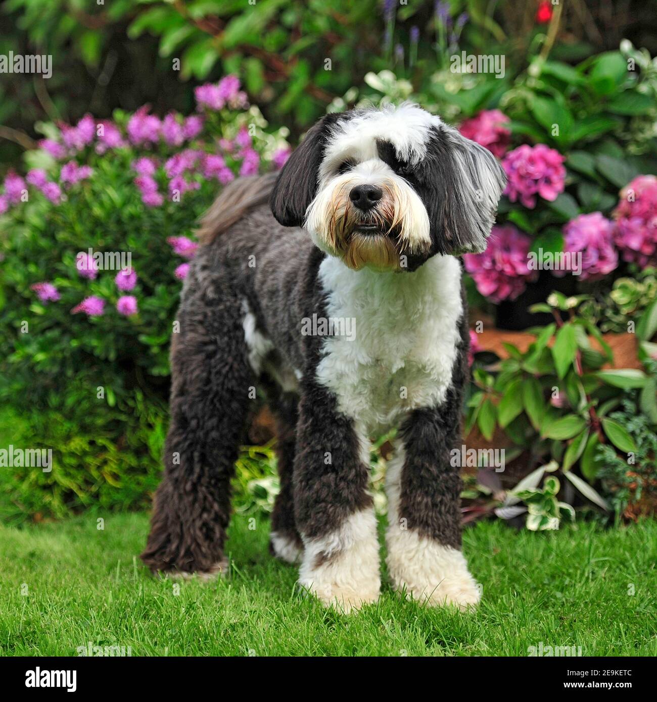 tibetan terrier dog Stock Photo Alamy