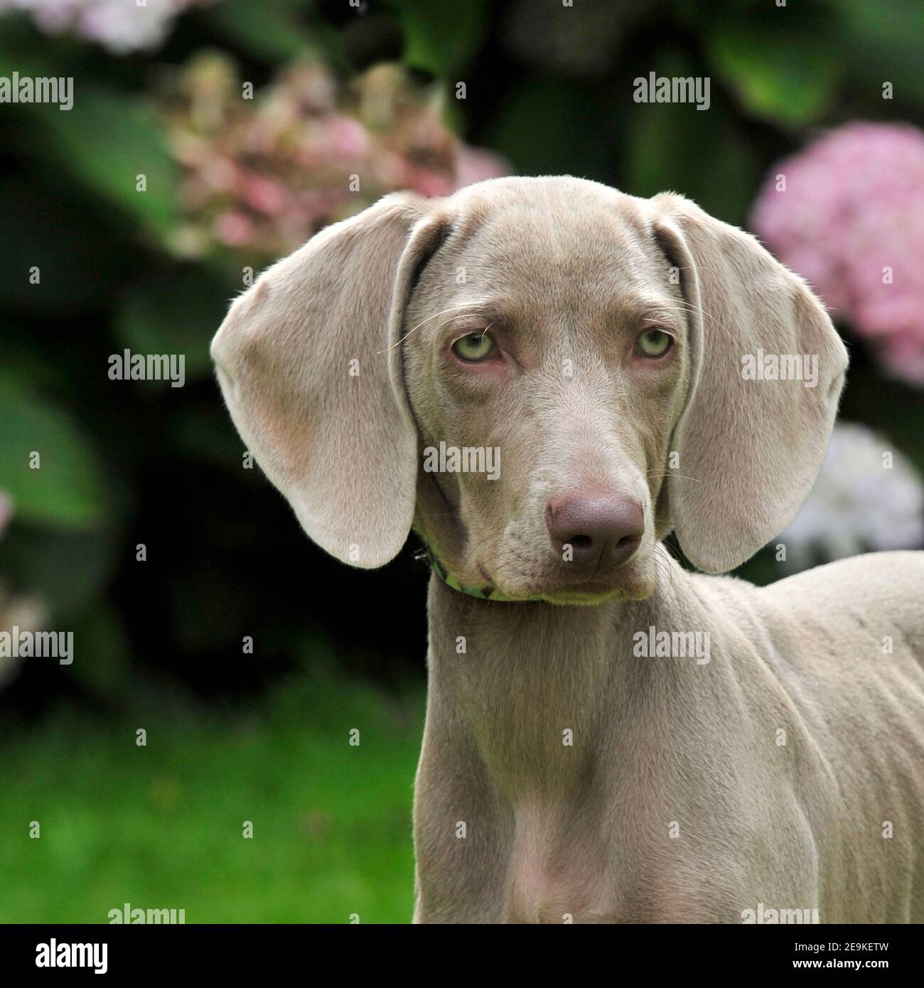 weimaraner puppy Stock Photo