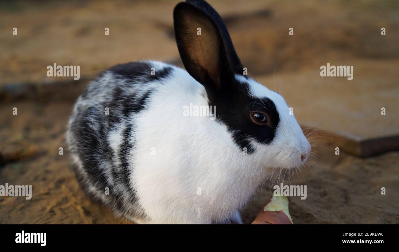 Baby rabbit sitting with eagerness and eating something. Small mammals in the family Leporidae. Stock Photo