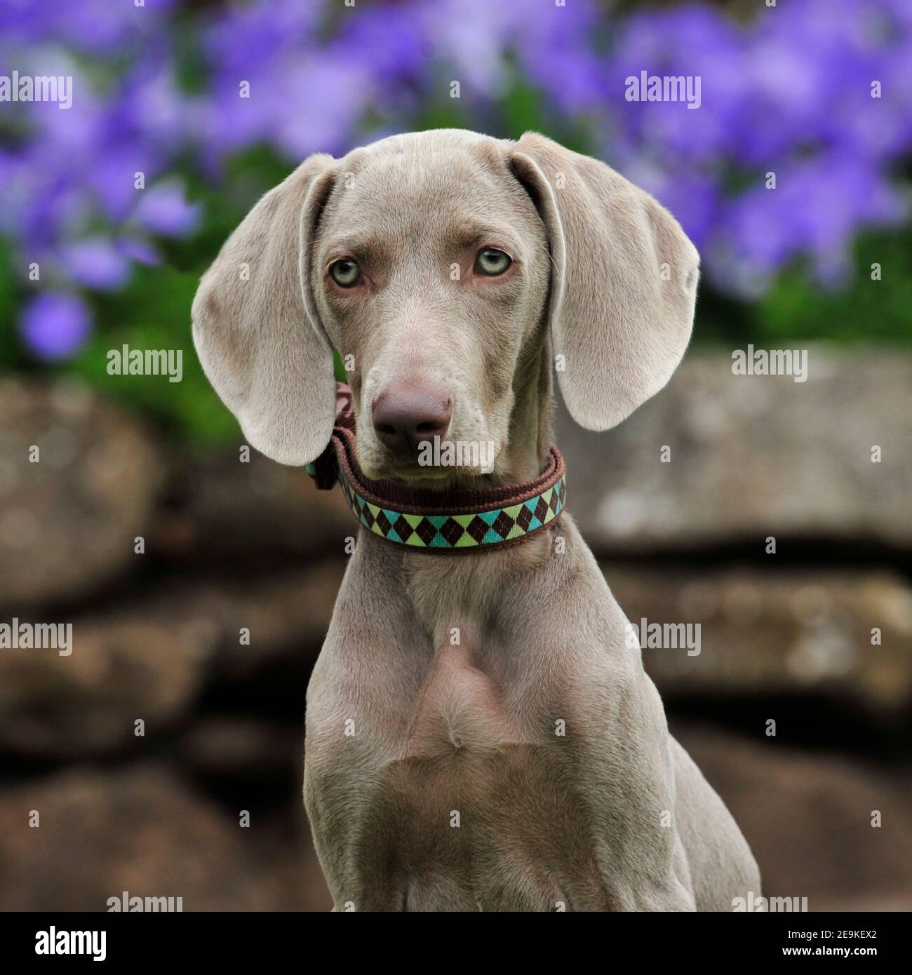 weimaraner puppy Stock Photo