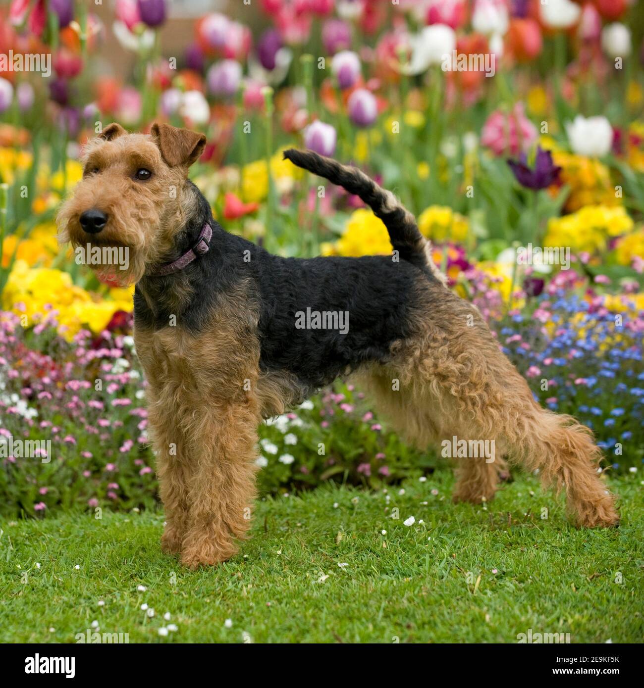 welsh terrier Stock Photo