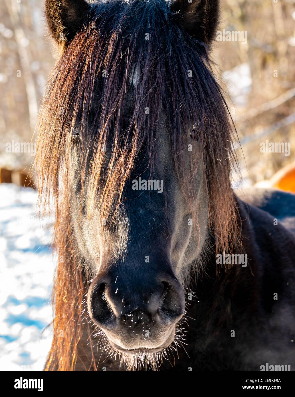 Long thick mane hi-res stock photography and images - Alamy