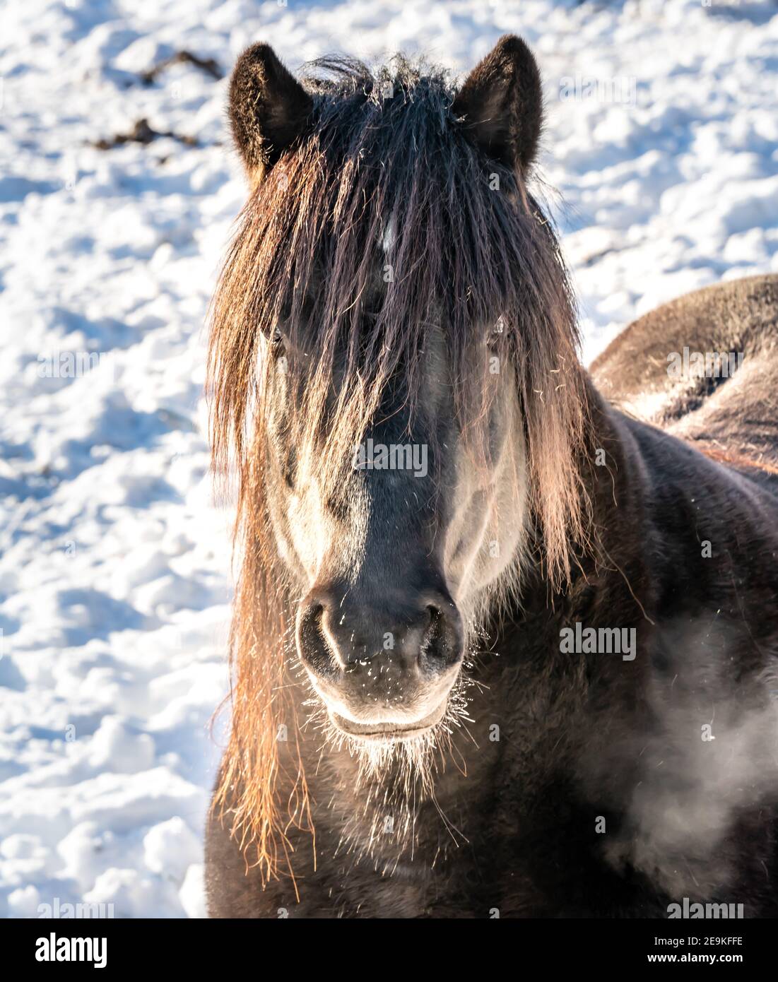 Portrait of a horse with close up of the head. Stock Photo