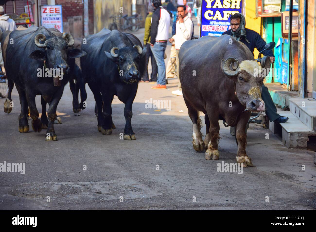 Water Buffalo on the streets of Agra, India Stock Photo Alamy