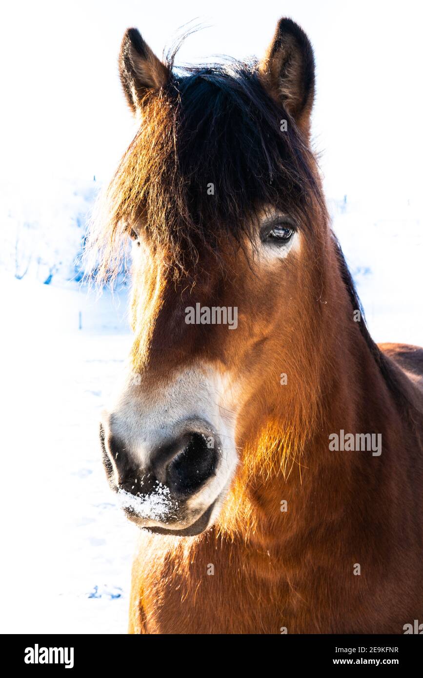 Portrait of a horse with close up of the head. Stock Photo