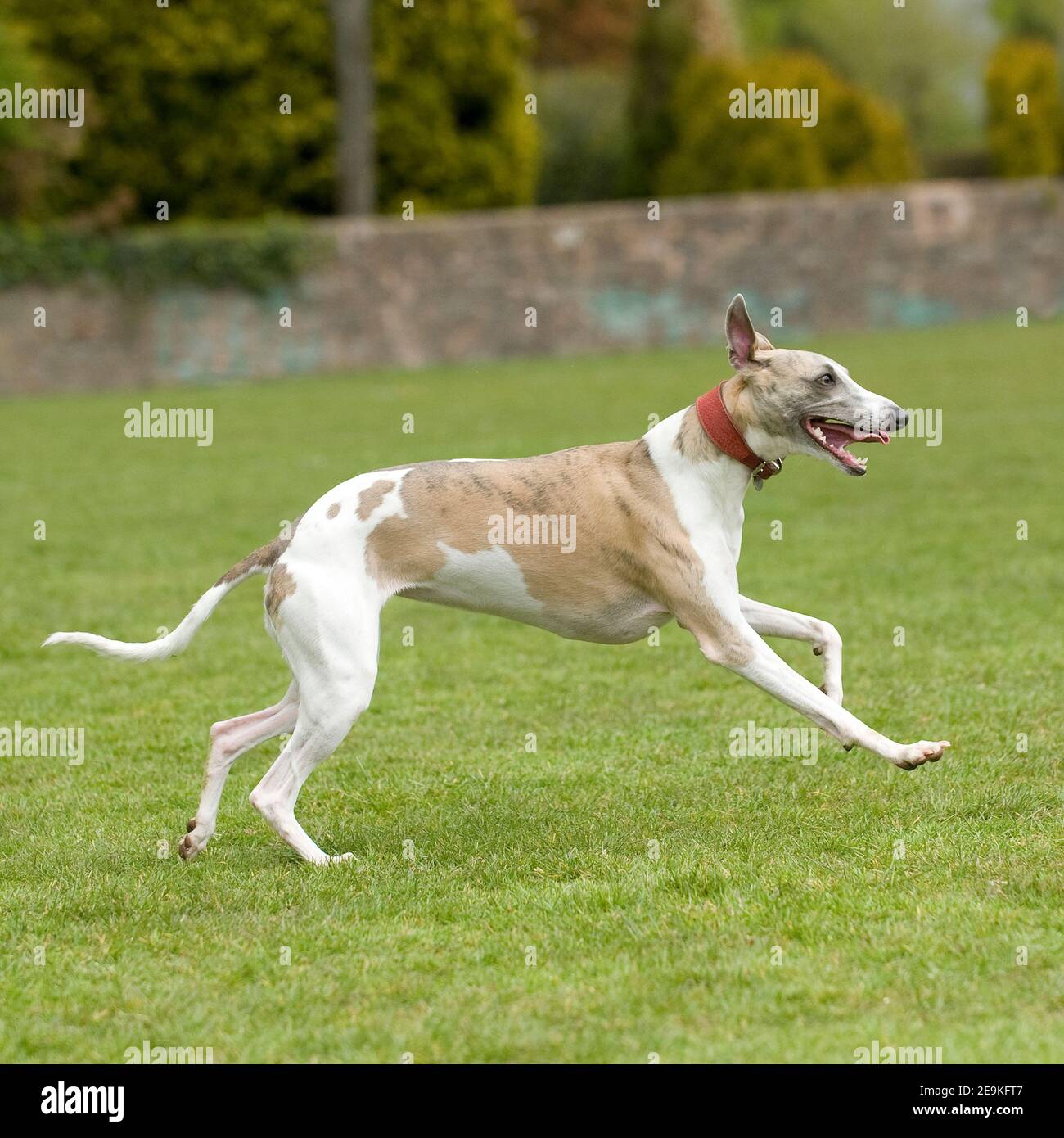 Lure machine (lurchers-greyhounds-whippets)  Dog lure coursing, Lure  coursing, Dog exercise