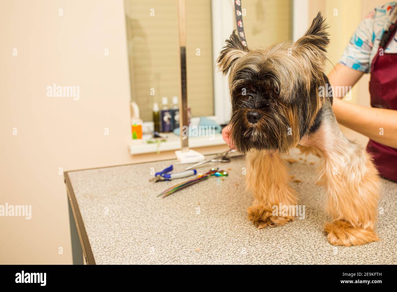 the shaggy yorkshire terrier gets a haircut at the salon Stock Photo
