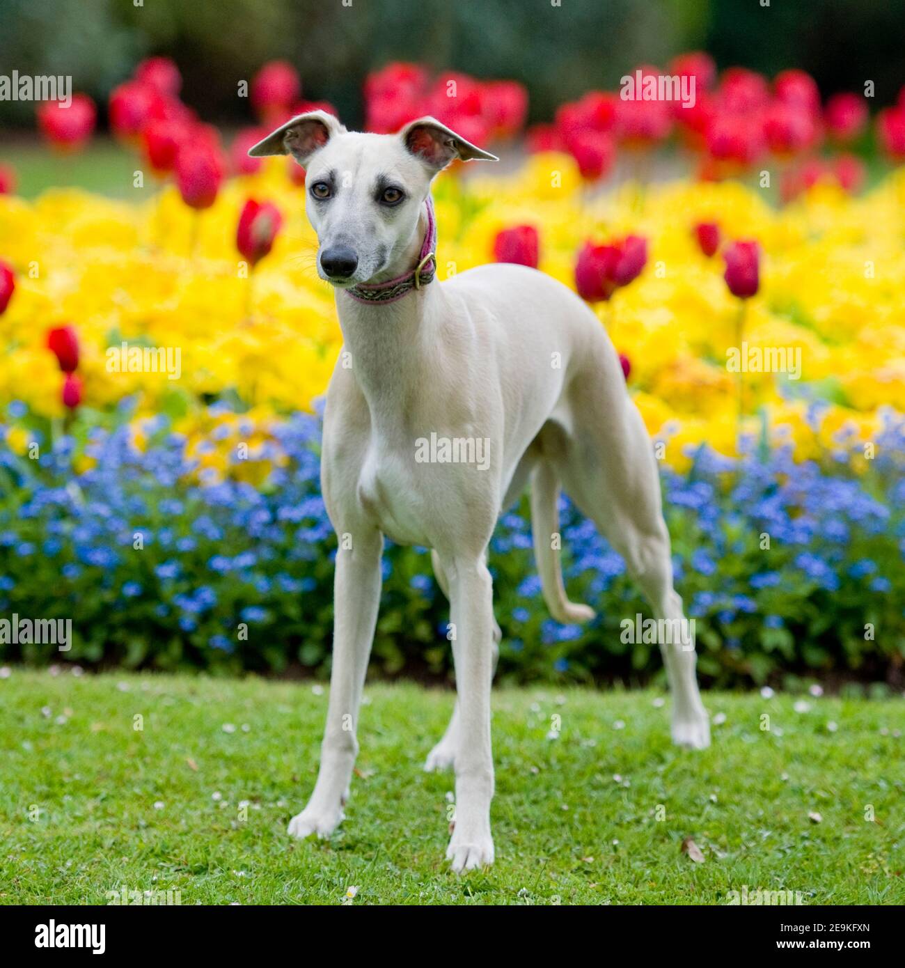 Pure bred whippet hires stock photography and images Alamy