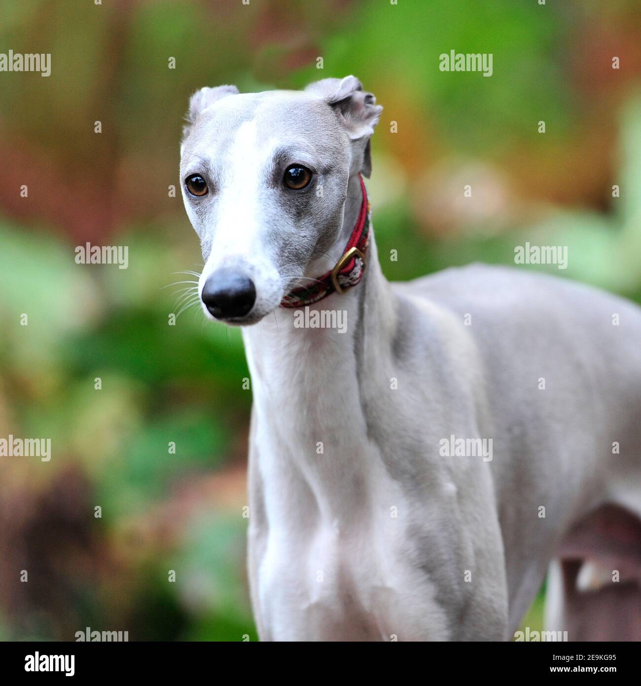 Whippet with blue eyes 2025