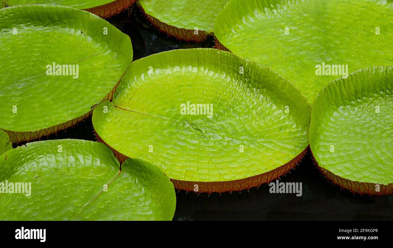 Birds eye view of large lotus flower leaves floating in a pond. Stock Photo