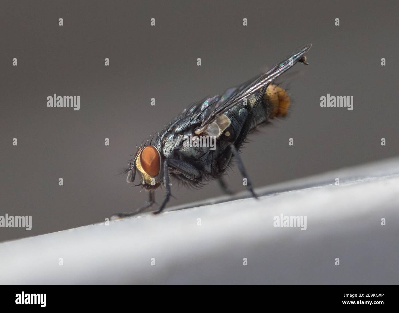 Macro of housefly cleaning up its hind legs Stock Photo