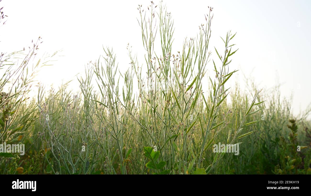 Green fresh mustard grass hi-res stock photography and images - Alamy