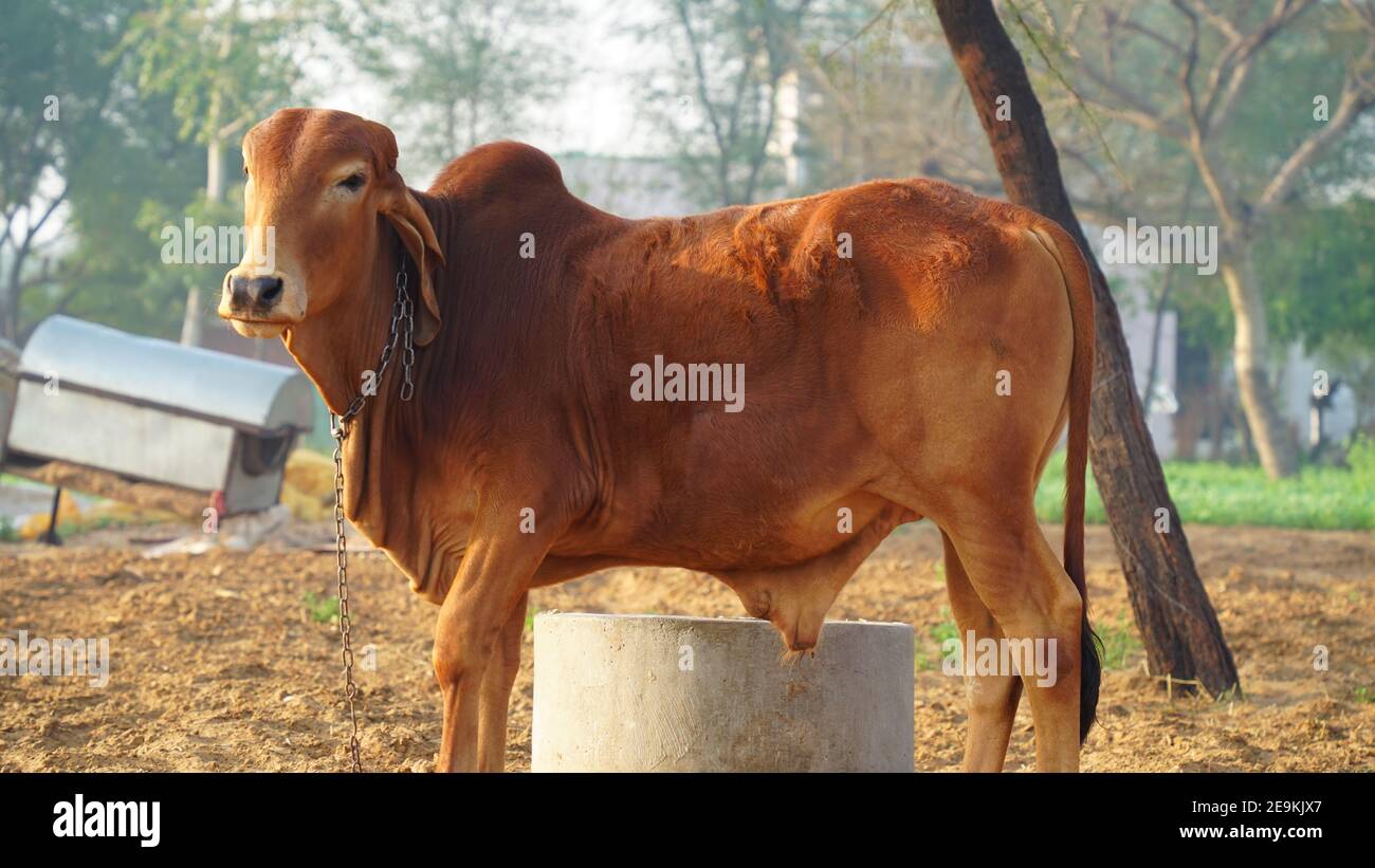 Hornless brown bull closeup, famous for working hard and long ear. Domestic pet animal of Gujrat India. Stock Photo