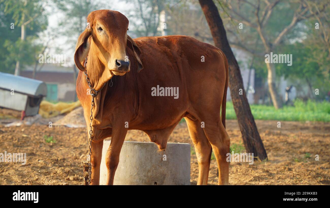 Indian bull for road transportation in the sunlight. Morning time hungry bull seeing for feeding and waiting his owner. Stock Photo