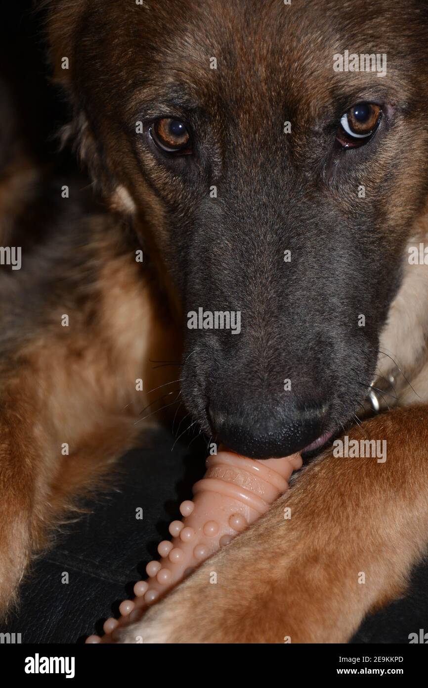 Curated visual reference: Chocolate Consumed By Young German Shepherds Reference: German Shepherd Toy Hi Res Stock Photography And Images