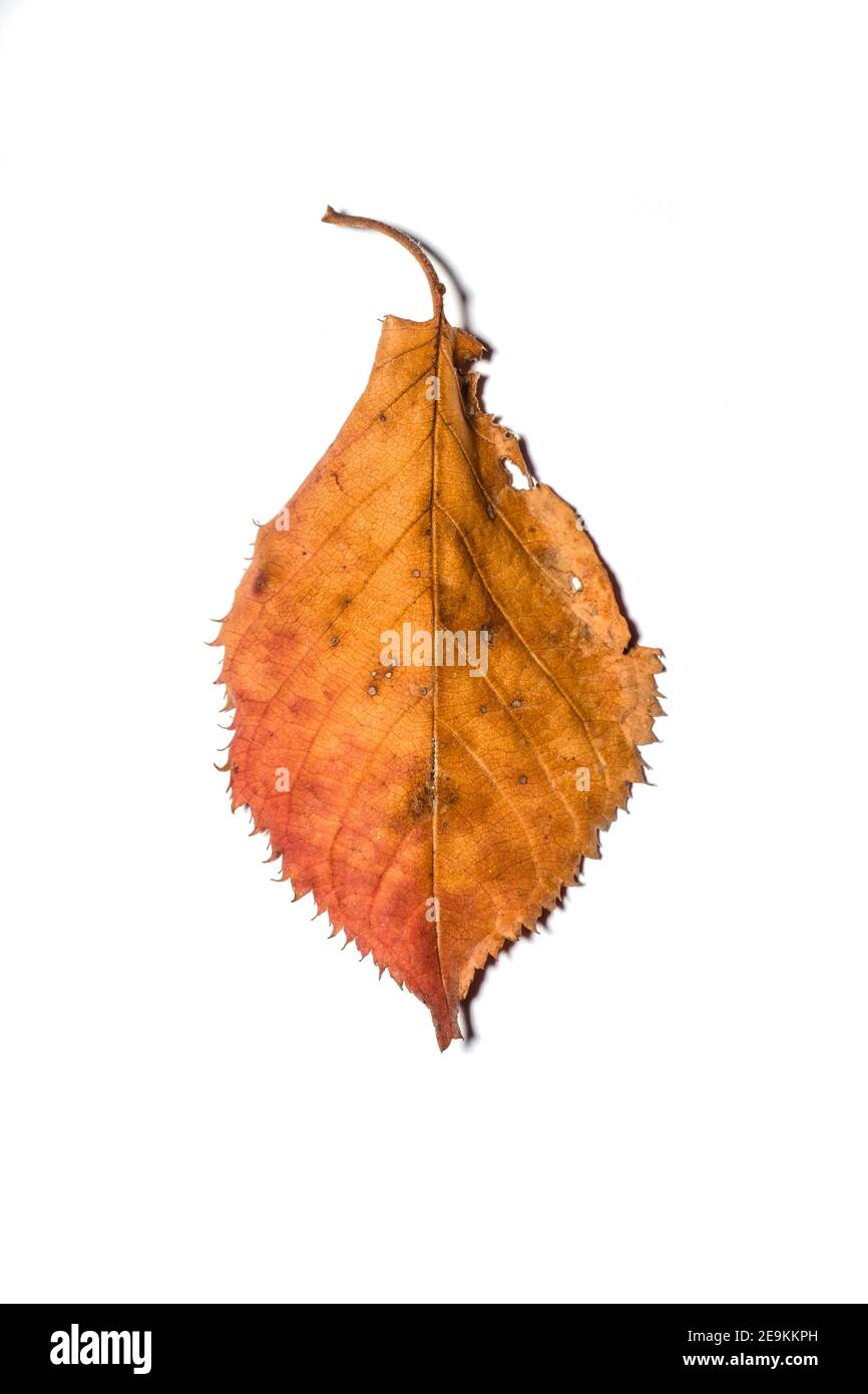Fallen yellow and brown cherry tree leaf on a white background. Stock Photo