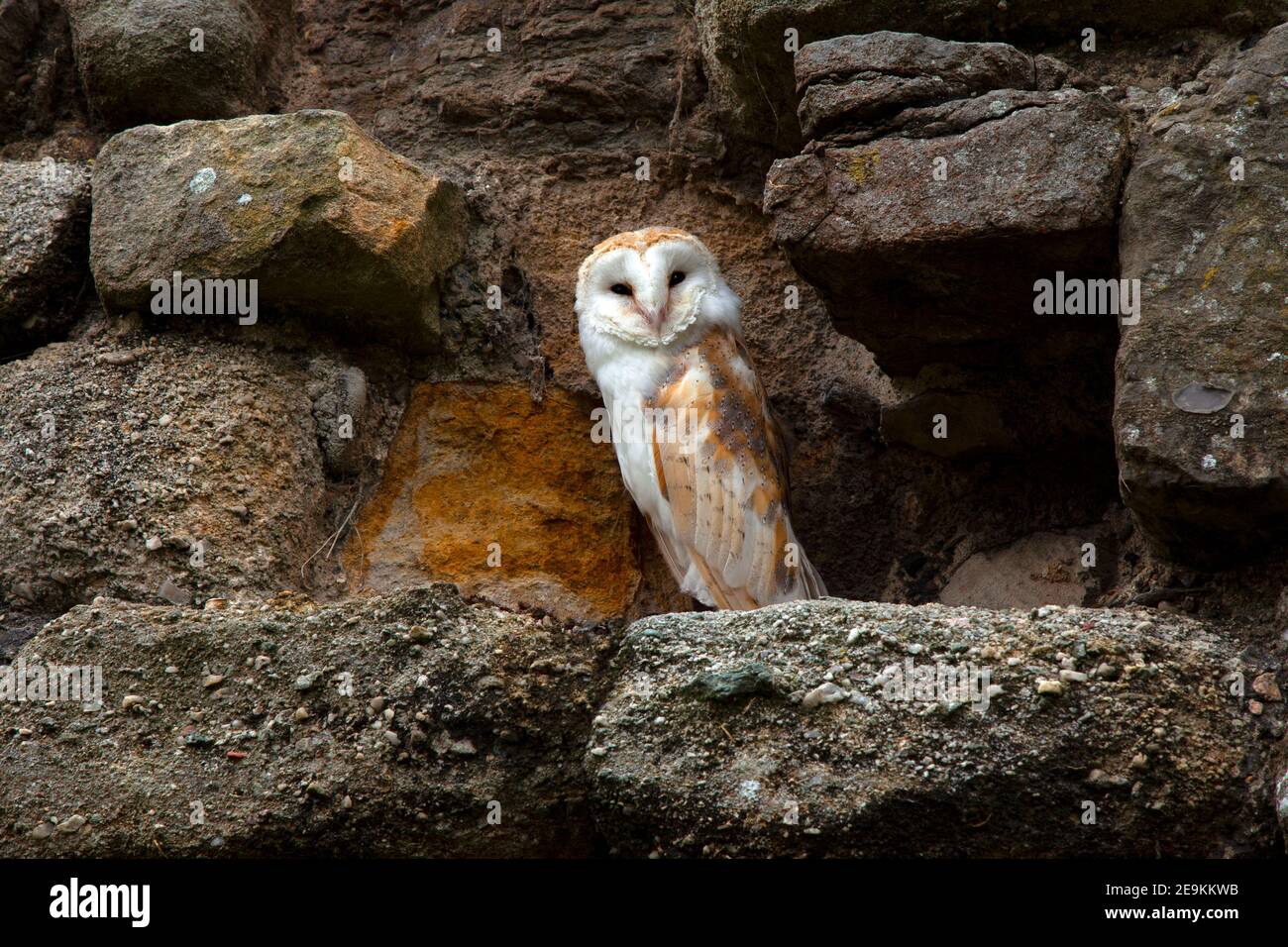 Beaumaris Castle, Anglesey, North Wales with Barn Owl perched on wall Stock Photo