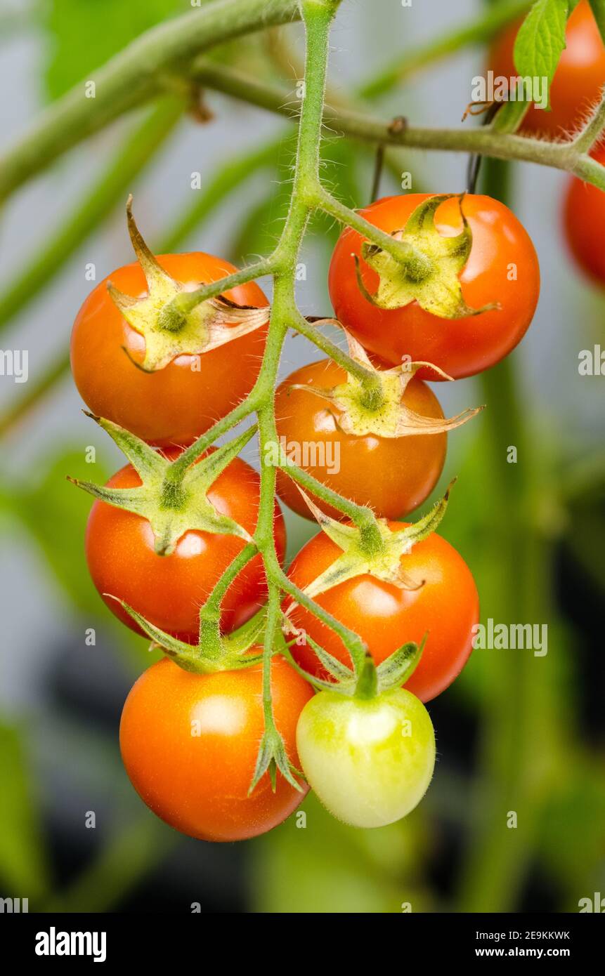 Garden tomatos hires stock photography and images Alamy
