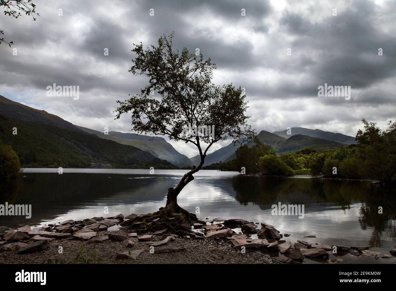 Tree at Llyn Padarn, Gwynedd, Snowdonia, Wales, UK, with dramatic clouds Stock Photo
