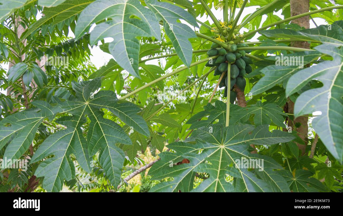 Papaya fruit with flower buds on a mature plant Stock Photo