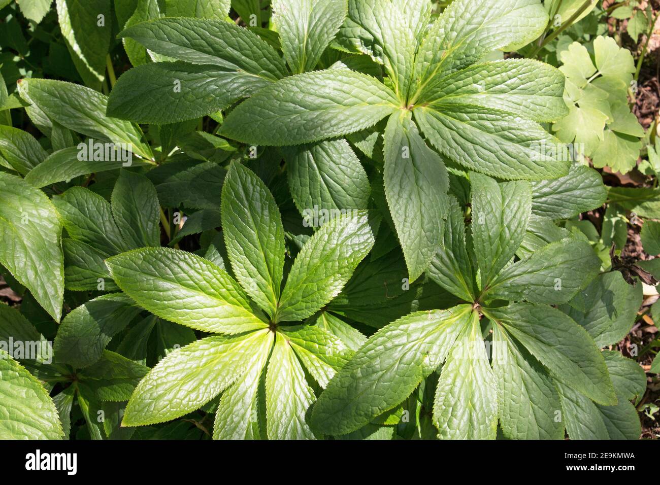 Hellebore leaves hi-res stock photography and images - Alamy