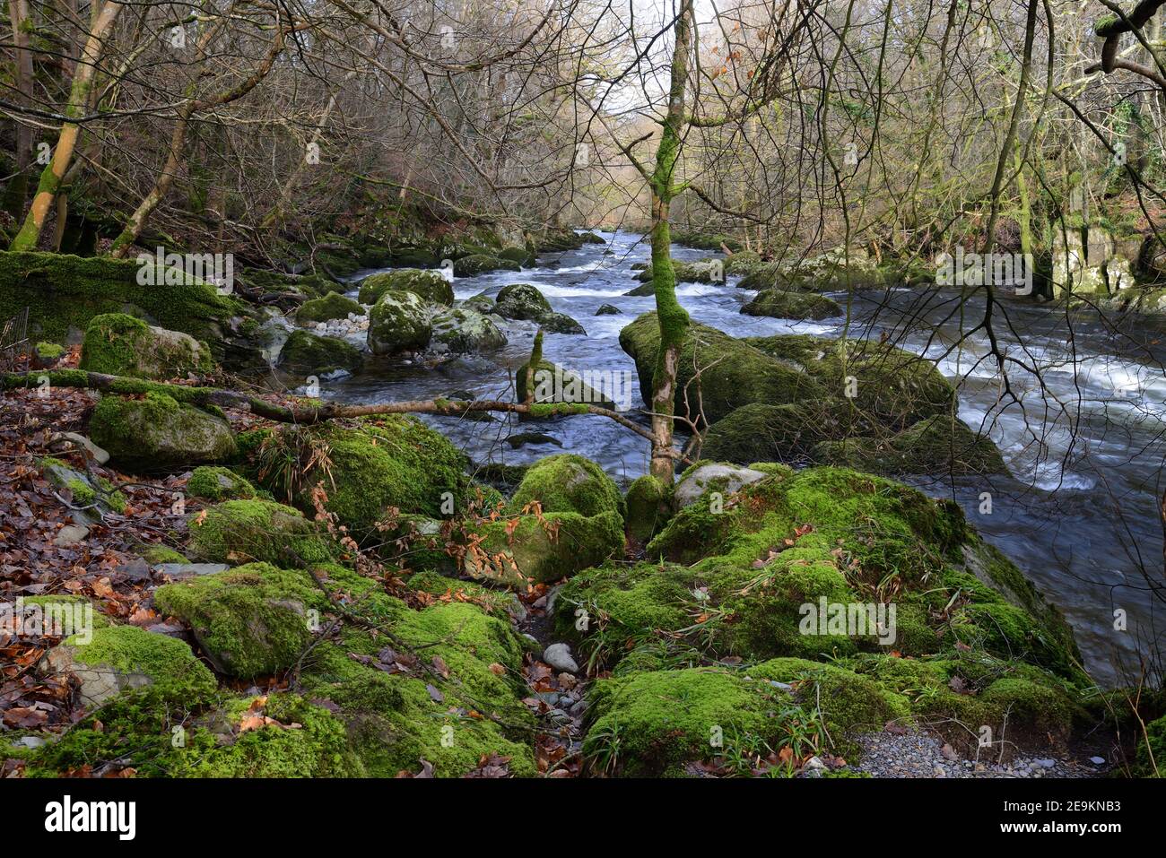 The Ogwen River has its main source in Lake Ogwen in Snowdonia but is seen here as it passes through a wooded valley in its lower reaches. Stock Photo