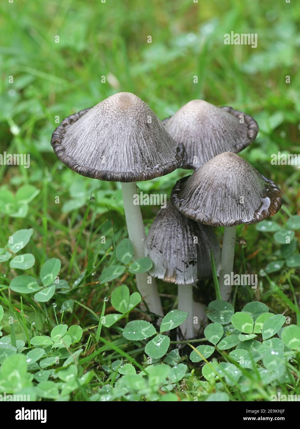 Coprinopsis atramentaria, known as the common ink cap, common inky cap or tippler's bane, wild mushroom from Finland Stock Photo