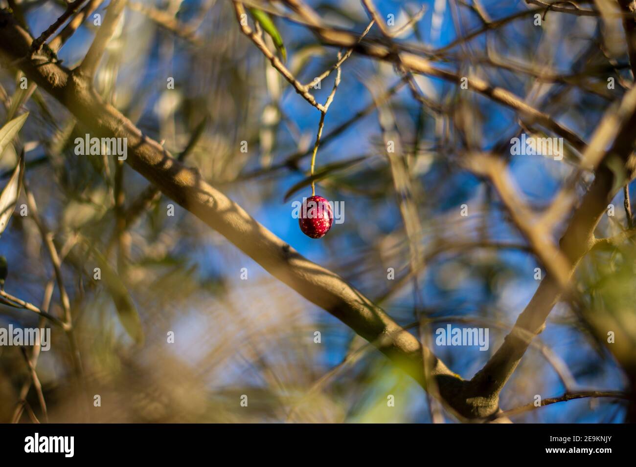Olive tree blurry Stock Photo