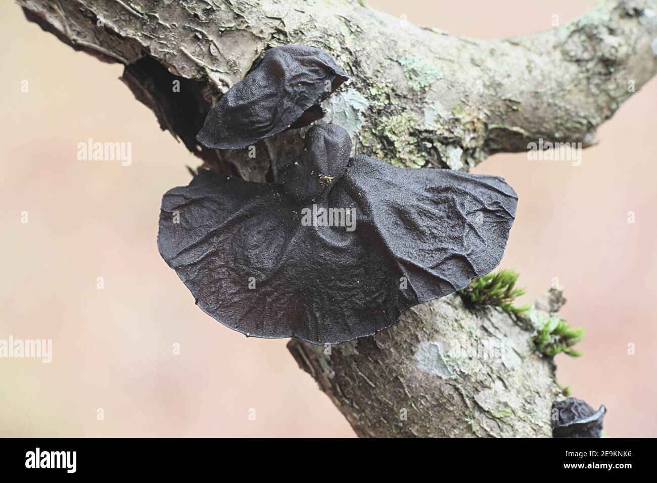 Exidia glandulosa, known as Black Witches Butter or jelly drop, wild fungus from Finland Stock Photo