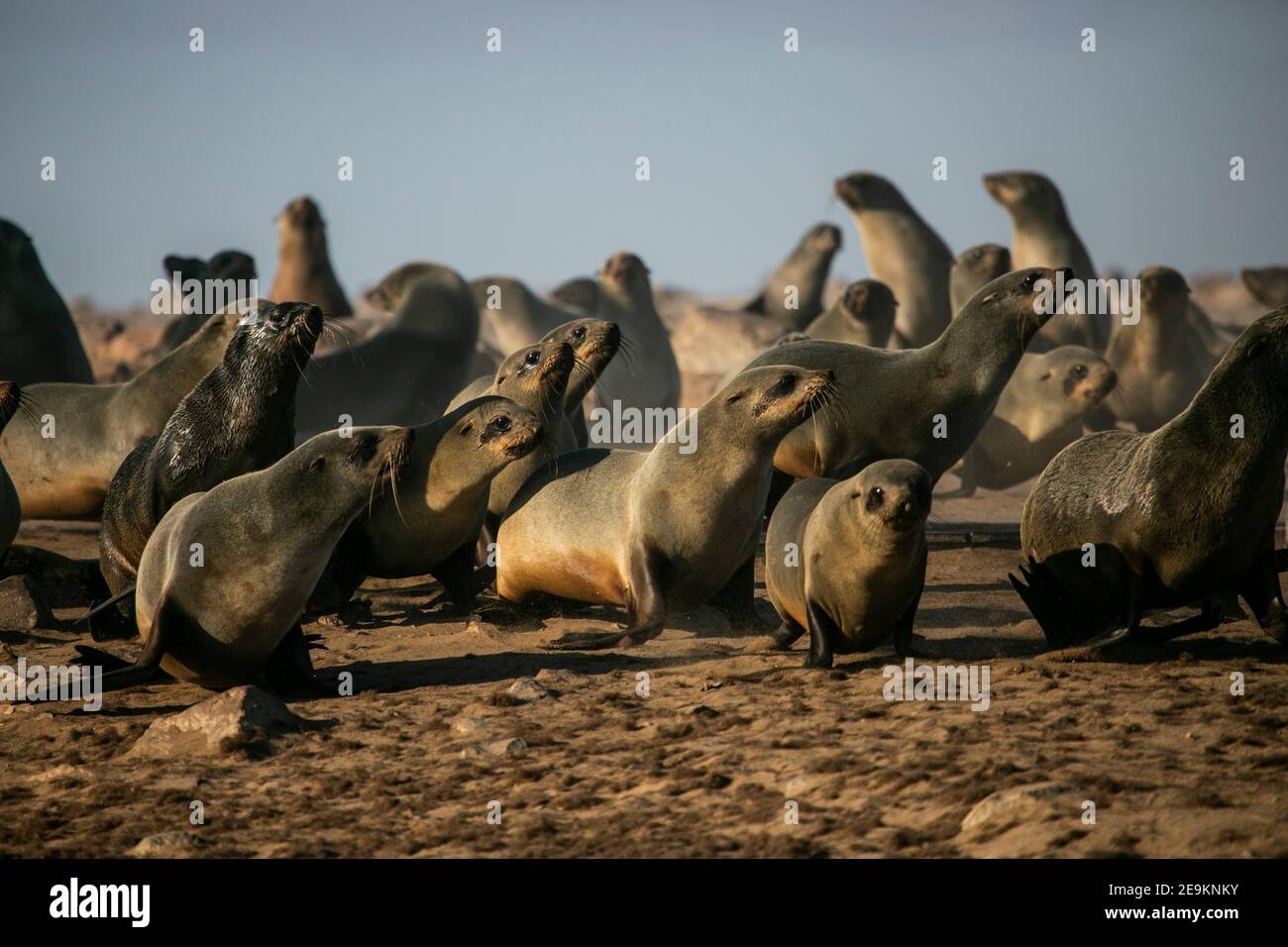 Cape fur seal colony at Cape Cross in Skeleton Coast of Namibia, Southern Africa Stock Photo