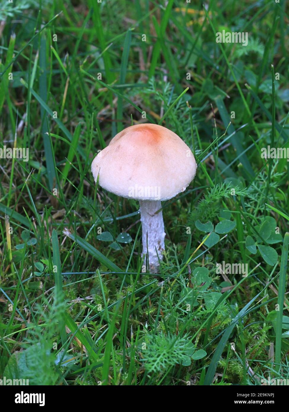 Lepiota oreadiformis, a dapperling mushroom from Finland with no common english name Stock Photo