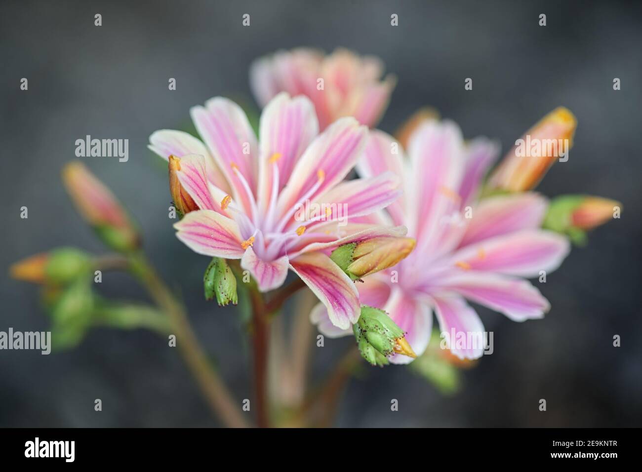 Lewisia cotyledon,  known commonly as Siskiyou lewisia and cliff maids, an evergreen perennial garden plant Stock Photo