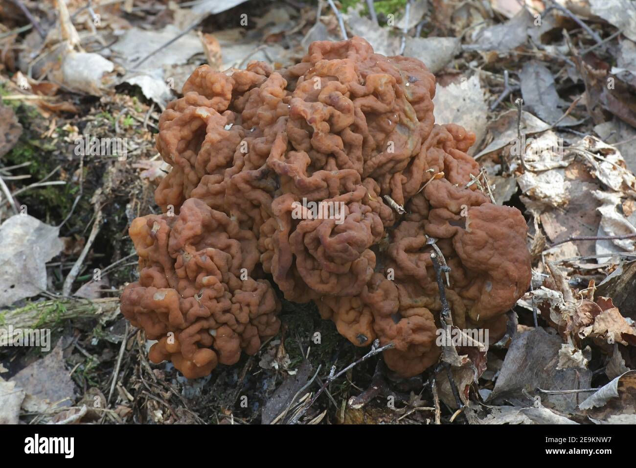 Calf brain mushroom hires stock photography and images Alamy